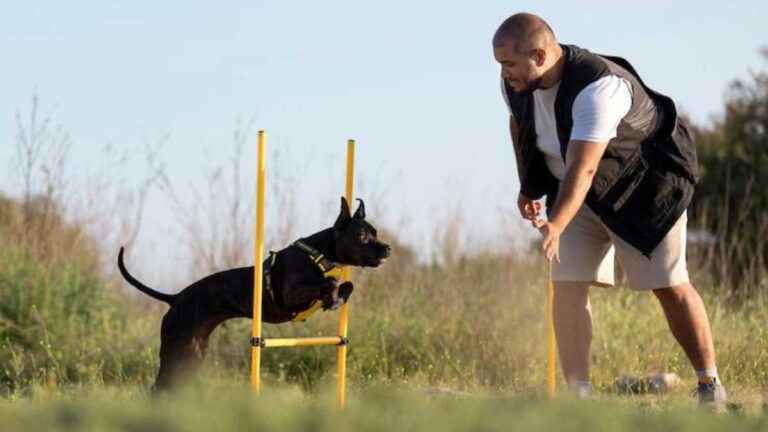 Adestrador de cães em São Paulo